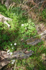 Trachymene composita