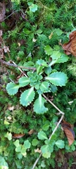 Saxifraga spathularis