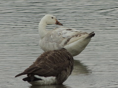 Anser anser × Branta canadensis