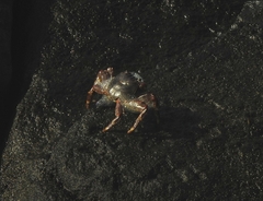 Grapsus albolineatus