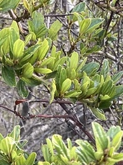 Ceanothus thyrsiflorus