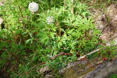 Trachymene composita