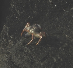 Grapsus albolineatus