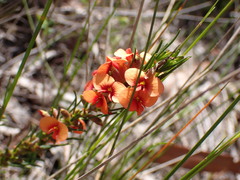 Dillwynia sericea