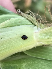 Hyperaspis quadrioculata