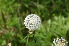 Trachymene composita