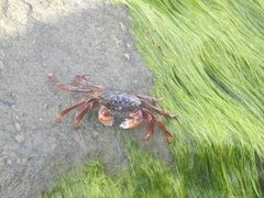 Grapsus albolineatus