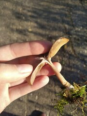 Pseudoclitocybe