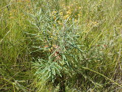 Banksia cunninghamii
