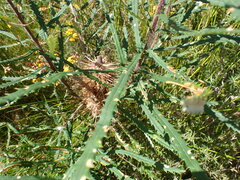 Banksia cunninghamii