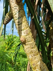 Pandanus conoideus