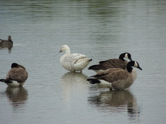 Anser anser × Branta canadensis