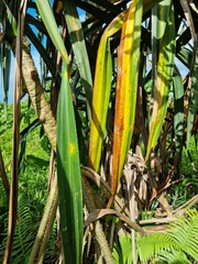 Pandanus conoideus