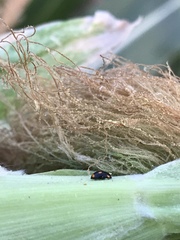 Hyperaspis quadrioculata