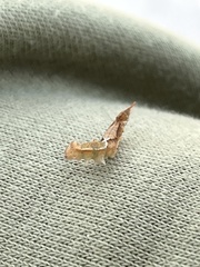 Watsonalla cultraria