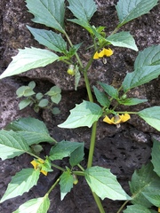 Physalis philadelphica