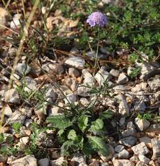 Scabiosa triandra