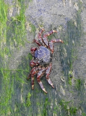 Grapsus albolineatus