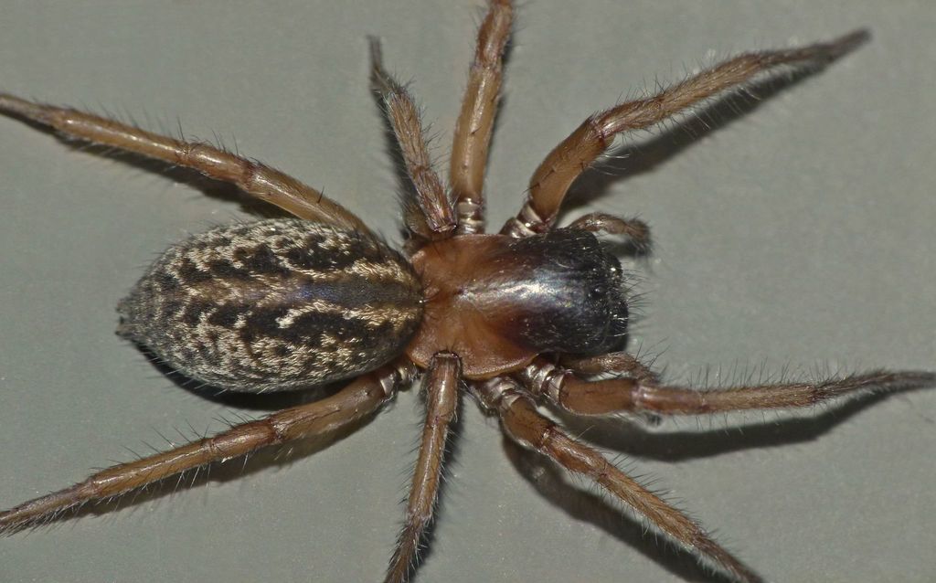 Neoramia alta
