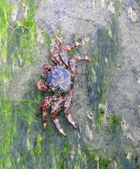Grapsus albolineatus