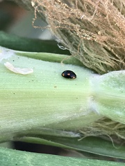 Hyperaspis quadrioculata