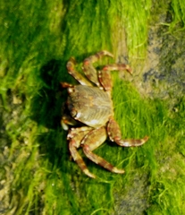 Grapsus albolineatus