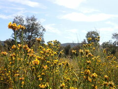Pultenaea weindorferi