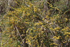 Aotus ericoides