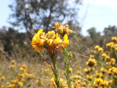 Pultenaea weindorferi