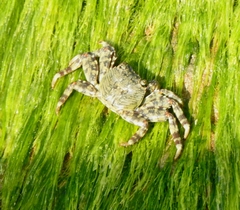 Grapsus albolineatus