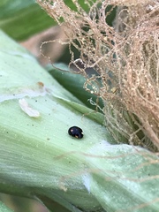 Hyperaspis quadrioculata