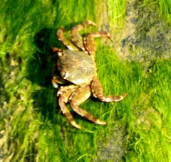Grapsus albolineatus