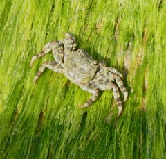 Grapsus albolineatus