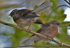 Rhipidura fuliginosa fuliginosa