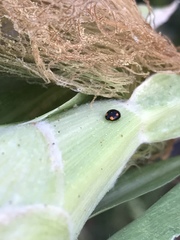 Hyperaspis quadrioculata