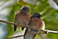 Rhipidura fuliginosa fuliginosa