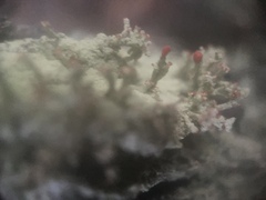 Cladonia ravenelii