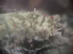 Cladonia ravenelii