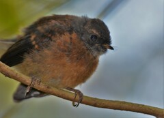 Rhipidura fuliginosa fuliginosa