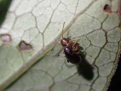 Trachytetra rugulosa