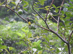 Psilopogon franklinii