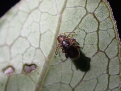 Trachytetra rugulosa