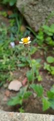 Tridax procumbens