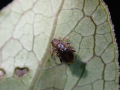 Trachytetra rugulosa