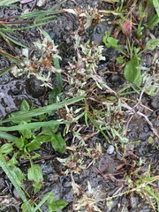 Gnaphalium uliginosum