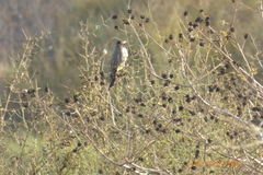 Pycnonotus xanthopygos