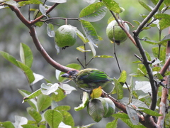 Psilopogon franklinii