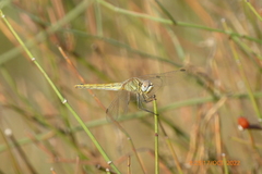 Sympetrum fonscolombii