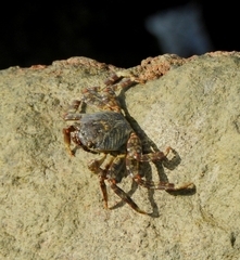 Grapsus albolineatus
