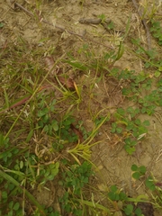 Cyperus pumilus